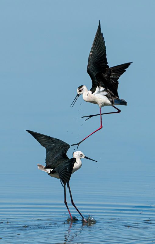 birds, wildlife, animals, wildlifephotography, wildanimals Delicate touchphoto preview