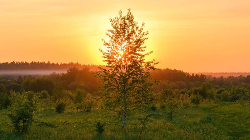 sunset, birch, tree, field, meadow, landscape, sunrise, evening, morning, sunlight, transparent, light, horizon ***photo preview