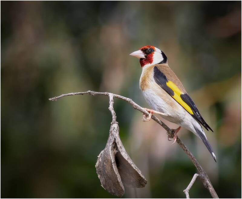 Обыкновенный щегол (лат. Carduelis carduelis).European goldfinch.photo preview