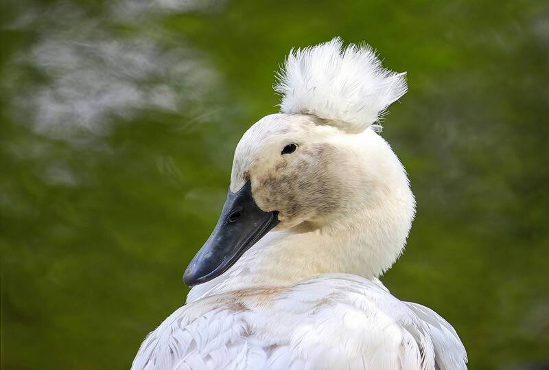 хохлатая утка, голандчкая утка, crested duck Портрет Незнакомкиphoto preview