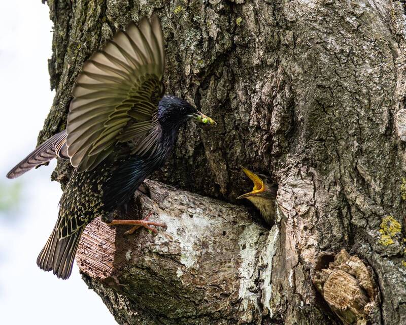 птенец, скворец, птицы, гнездо photo preview
