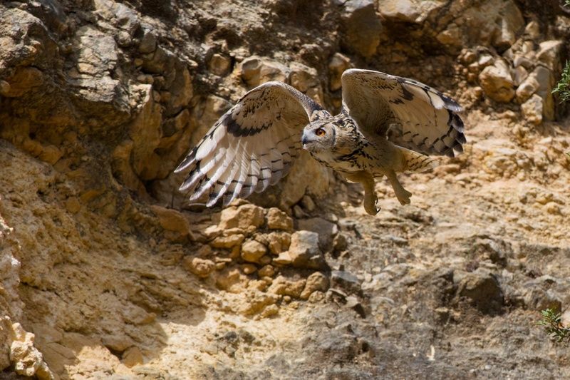 Desert Phantomphoto preview