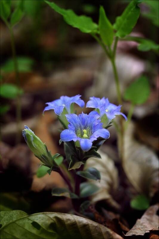 горечавка, цоллингера, gentiana, zollingeri Голубые звездочкиphoto preview