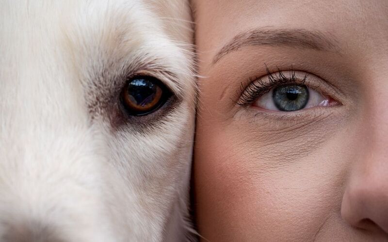 pet, dog photo preview