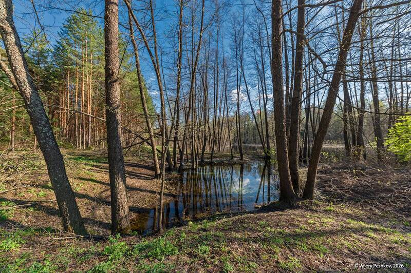 весна, родник, разлив, мещёра, рязанская область У затопленного родникаphoto preview