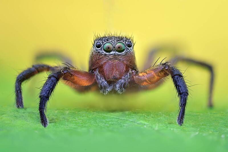 ceclii, macro photo preview