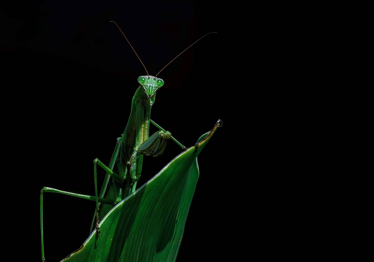 nature, bugs, nikon, wildlife, animals, mantis, Jubic Srecko