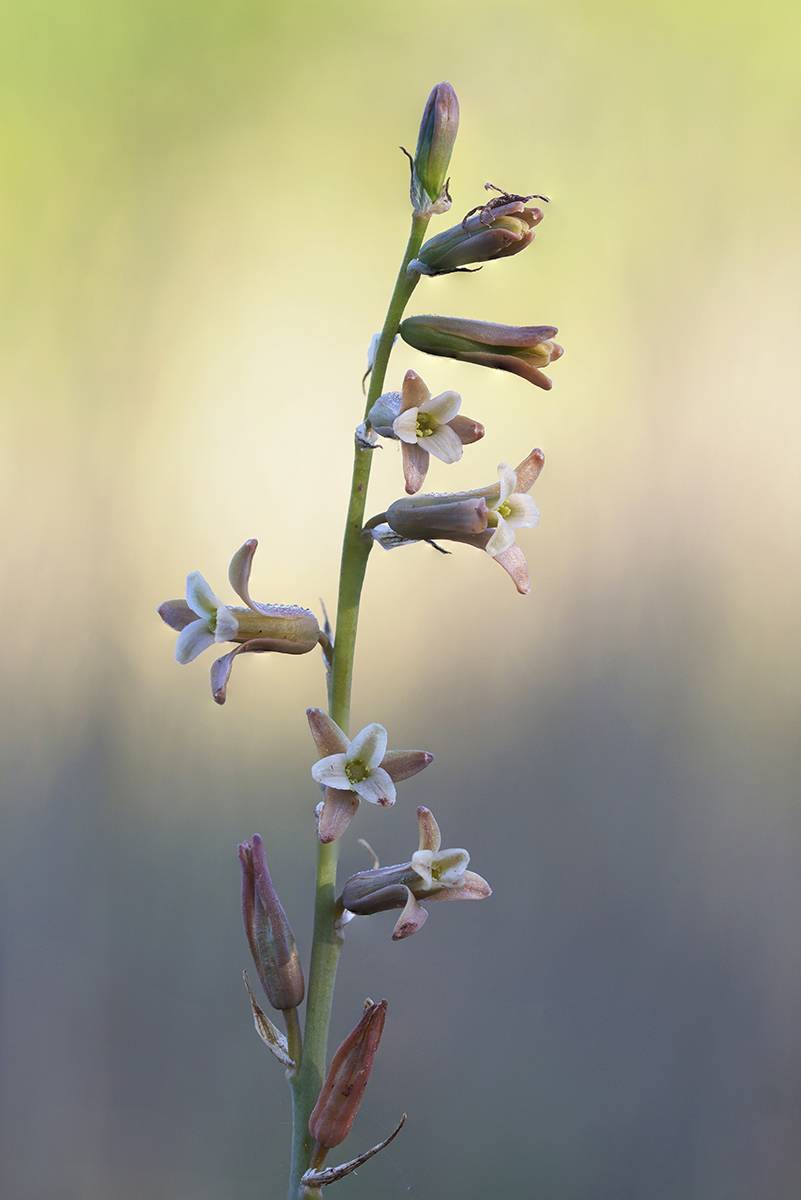 plant, nature, flower, close up, springtime, selectve focus, Andr&eacute;s Emilio