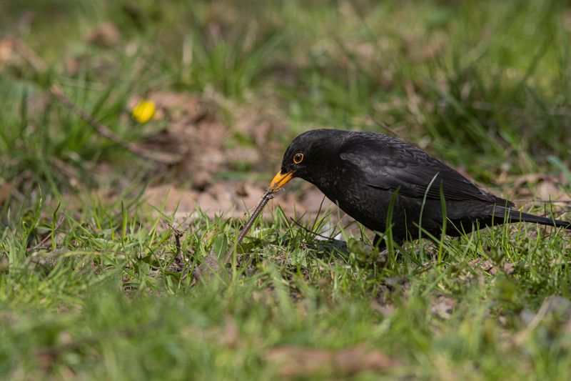 черный дрозд, дрозд, turdus merula, blackbird, парк имени макса ашманна Тянем-потянемphoto preview