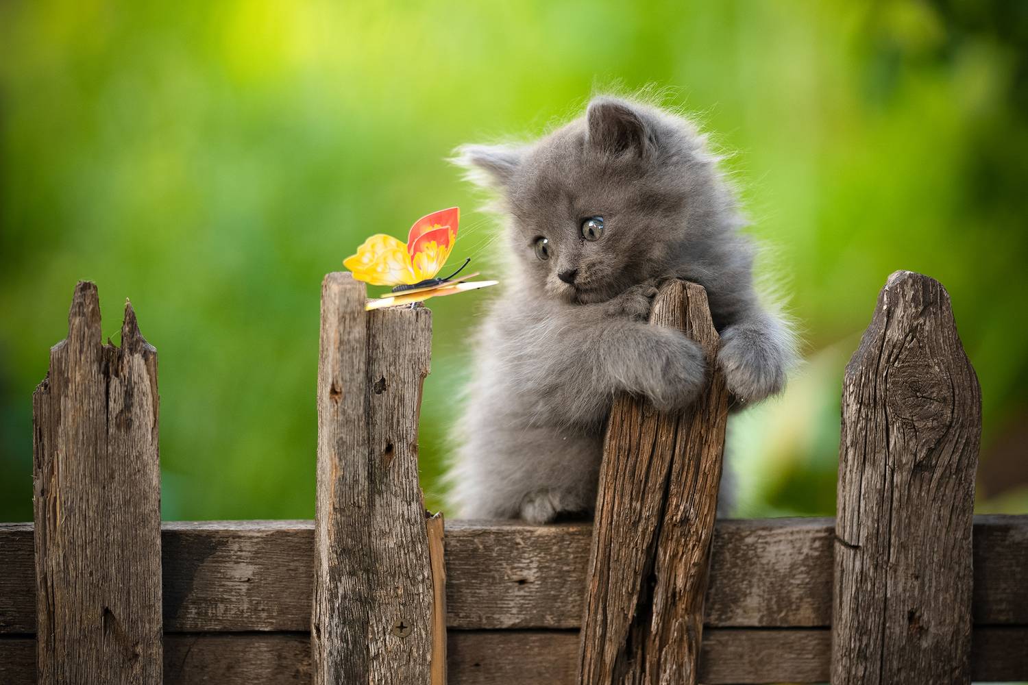 , Коротун Юрий