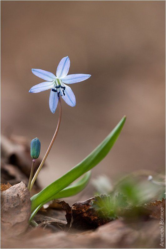 первый! Первыйphoto preview