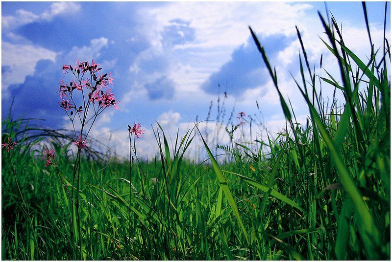 поле, луг, трава, цветы Глоток свежего воздухаphoto preview