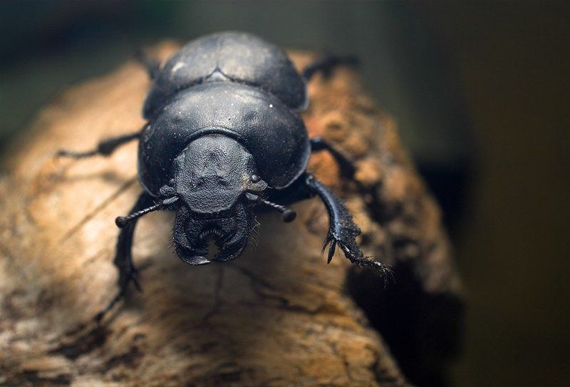 жук,макро,природа,бревно *photo preview
