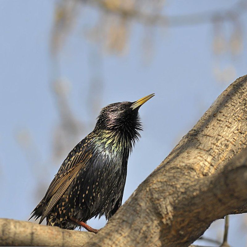 а не спеть ли мне песню о весне. . .photo preview