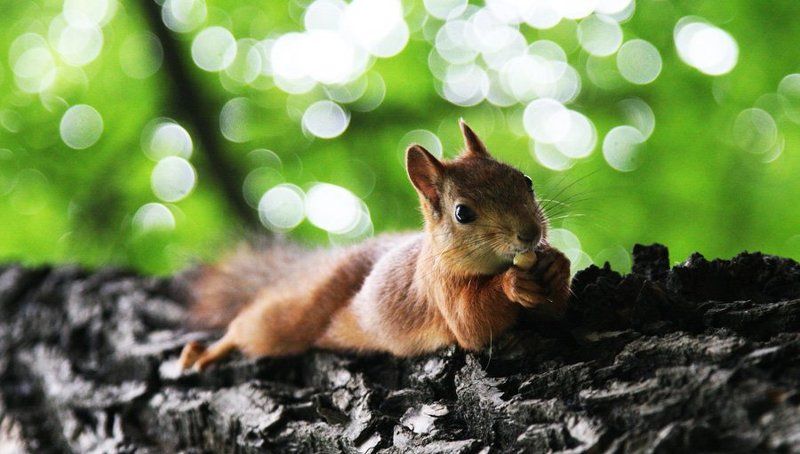 белка Белкаphoto preview