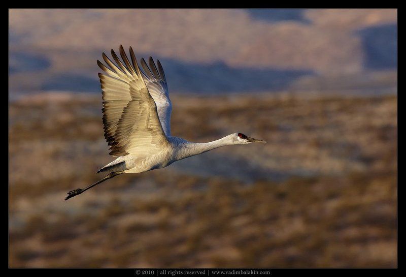 На взлёте...photo preview