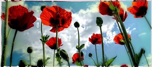 Маковый лес