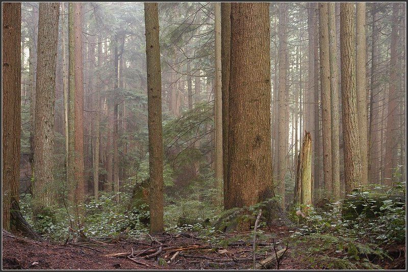 После дождяphoto preview