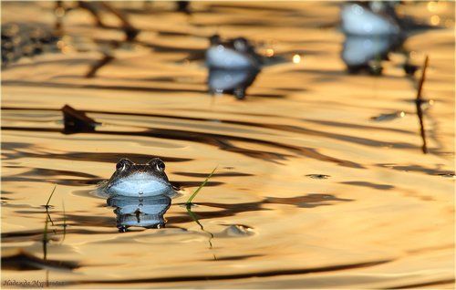 На золотом крыльце сидели...