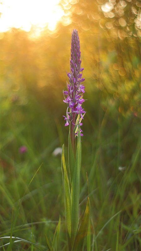 Орхидея, Ятрышник рыхлоцветковый ятрышник рыхлоцветковыйphoto preview