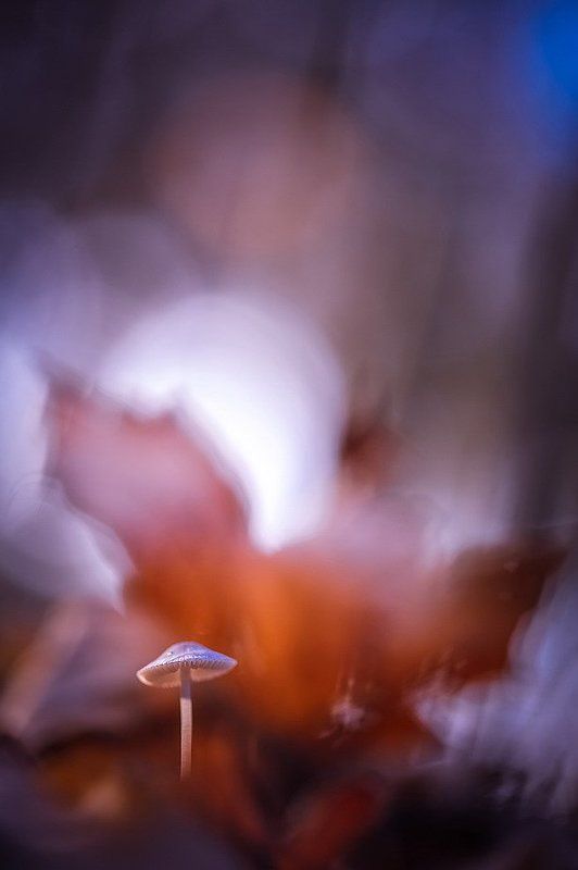 Луна богата силою внушеньяphoto preview