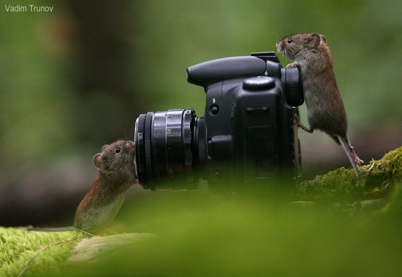 Мышиный фотосет