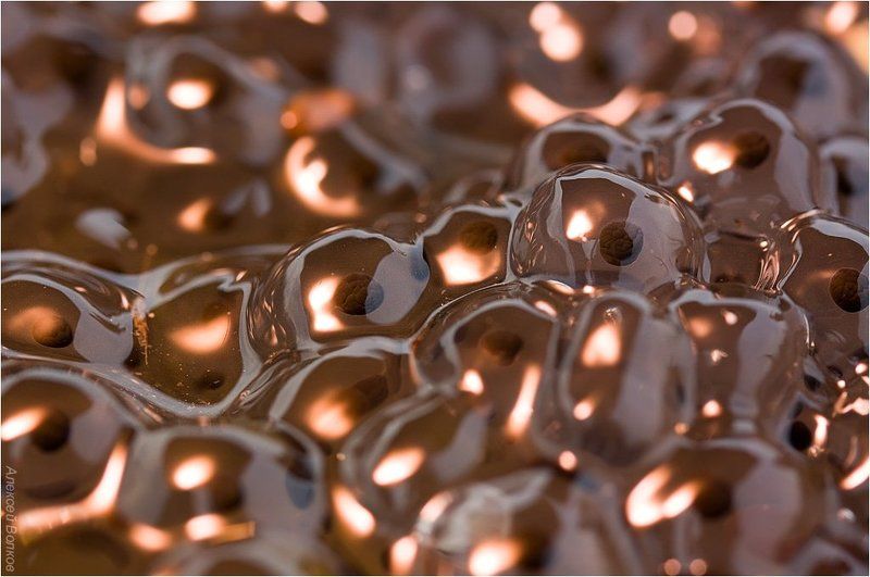 лягушка травяная, вода болото, лягушка, икра Внутренний огоньphoto preview