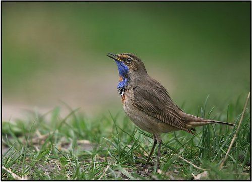 Варакушка (Luscinia svecica)