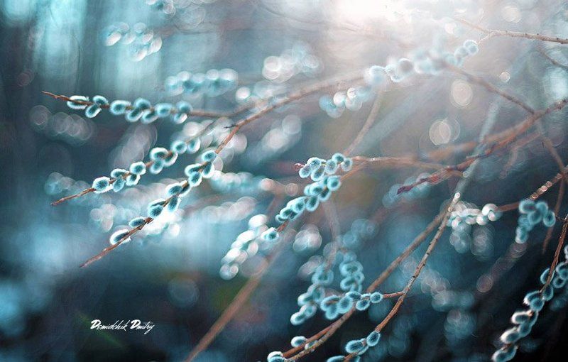 Вербное Маслоphoto preview