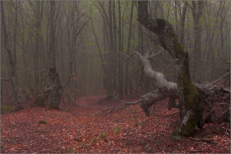 крым, демерджи, туман сонный путьphoto preview