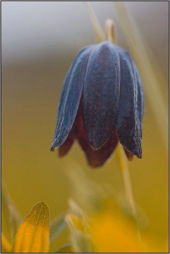 Черный тюльпан