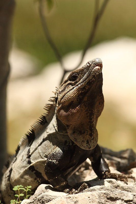 игуана, мексика, юкатан Игуанаphoto preview