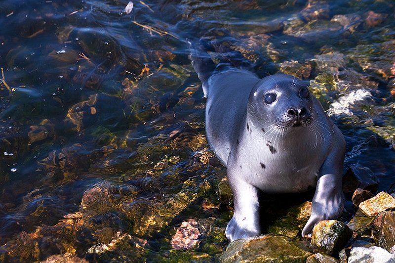 природа,дикие животные Гренландский тюлень 2photo preview