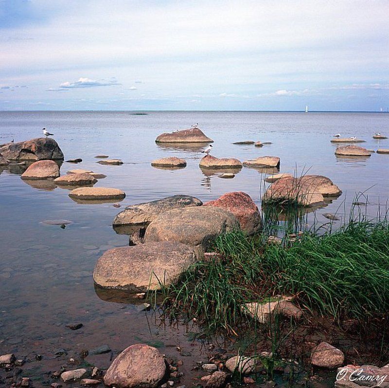 финский, залив, лето Финский залив.photo preview