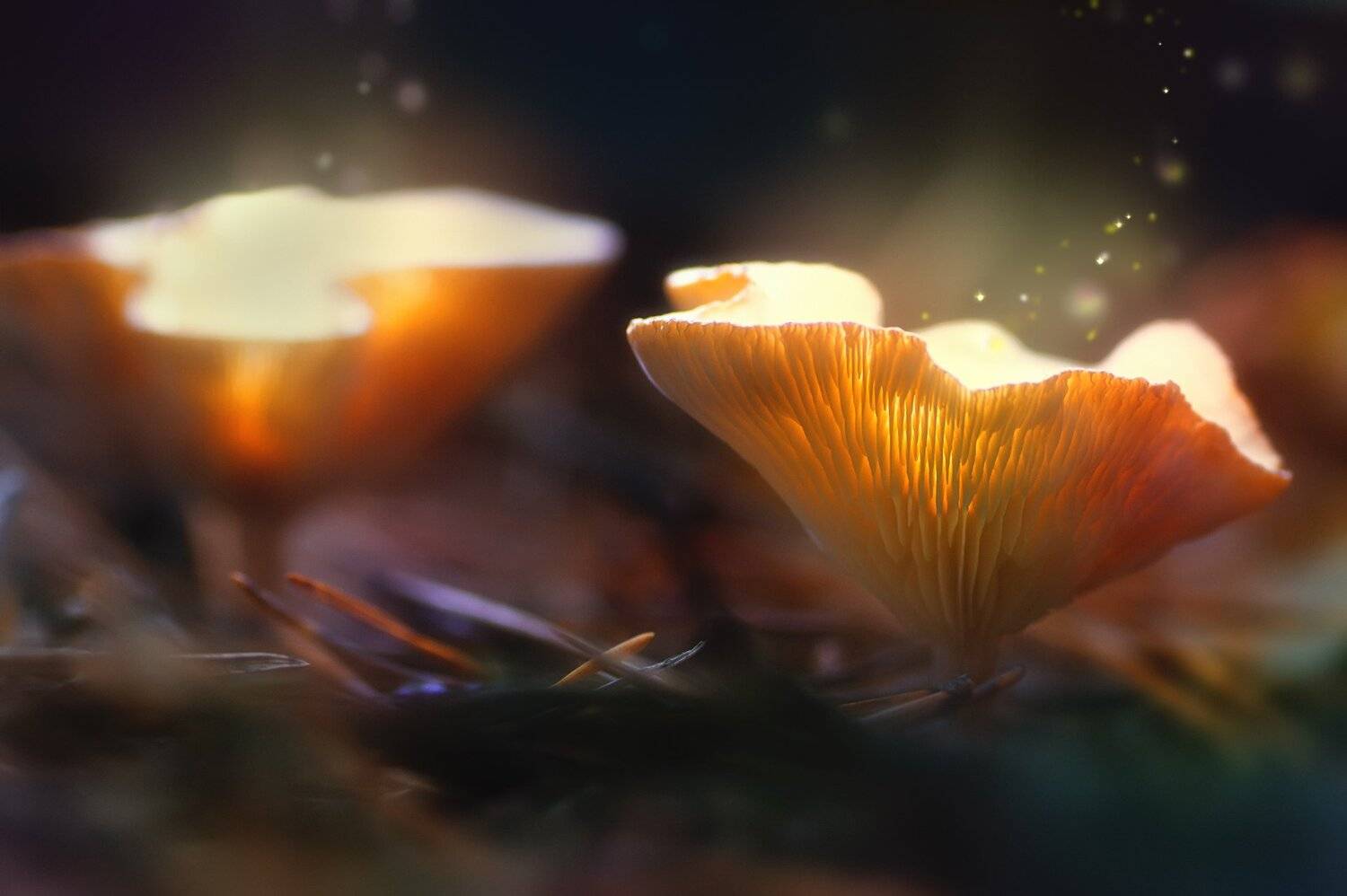 После полуночи !!!. Автор: Юрий Котов Блики, Гриб, Лист, Ночь, Свет, Споры, Юрий Котов