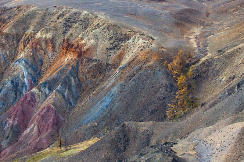 алтай, кызыл-чин, марс,цветная глина, цветные горы, лиственница,деревья И даже деревья приходили посмотреть на цветные горыphoto preview