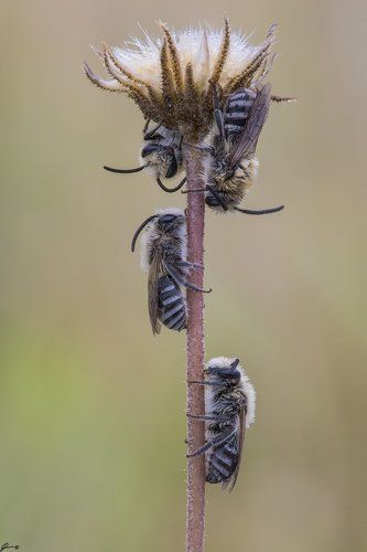 Colletes sp.