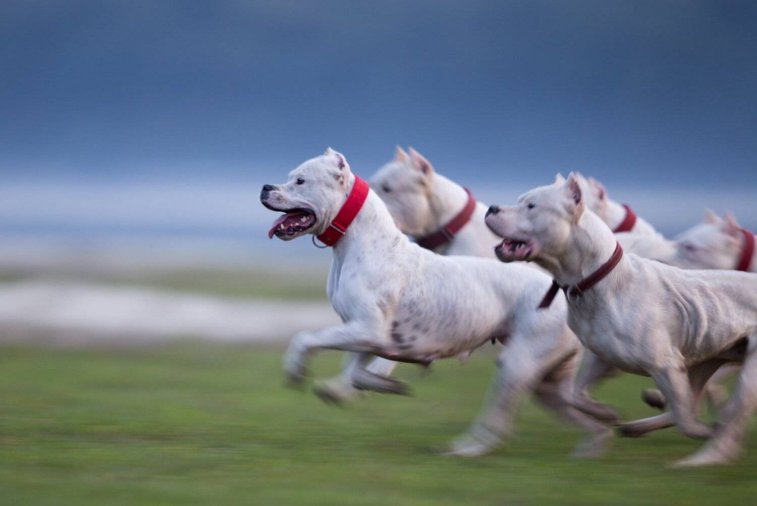 ***. Автор: Budimir Jevtic , Budimir Jevtic