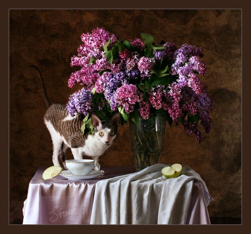 кошка и сирень В поисках счастьяphoto preview