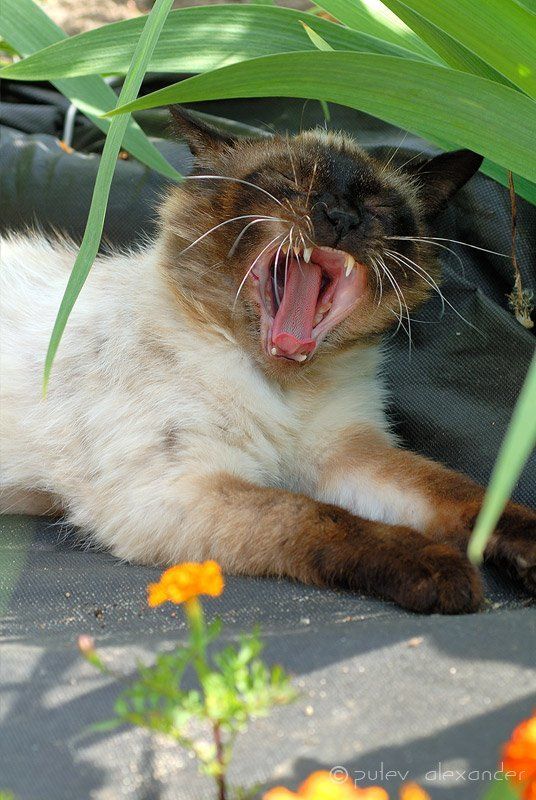 жара,кот,дача Жара, Жара-а-а-а-а .............photo preview