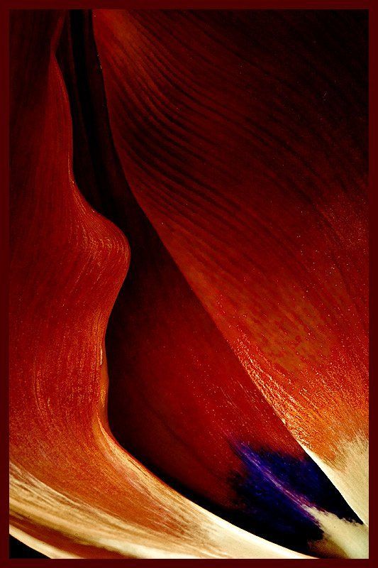 макро,цветы, ассоциации Цветы красноречияphoto preview