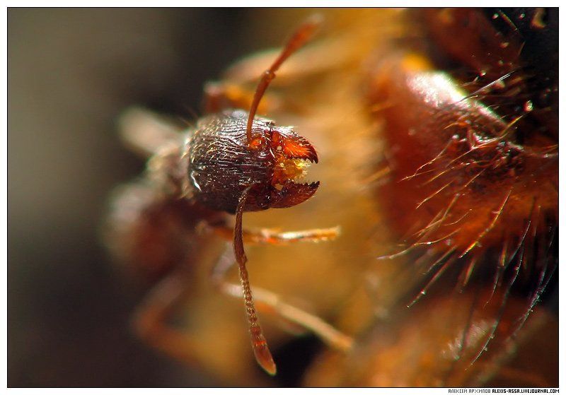 муравей Челюсти!photo preview