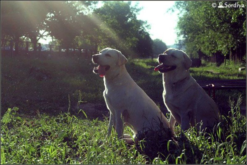 собаки, лабрадоры, солнечные Солнечные.. но не зайчики )photo preview