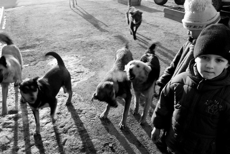 * среди псовphoto preview