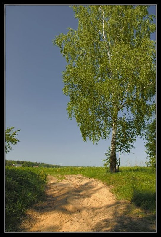 лето, зелень, жара, береза ***photo preview