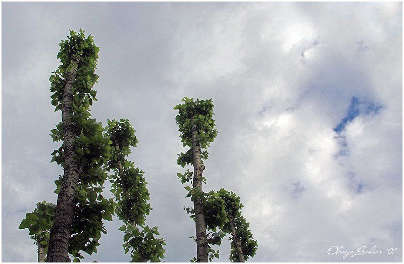 тополь, двое когда вдвоем по городуphoto preview