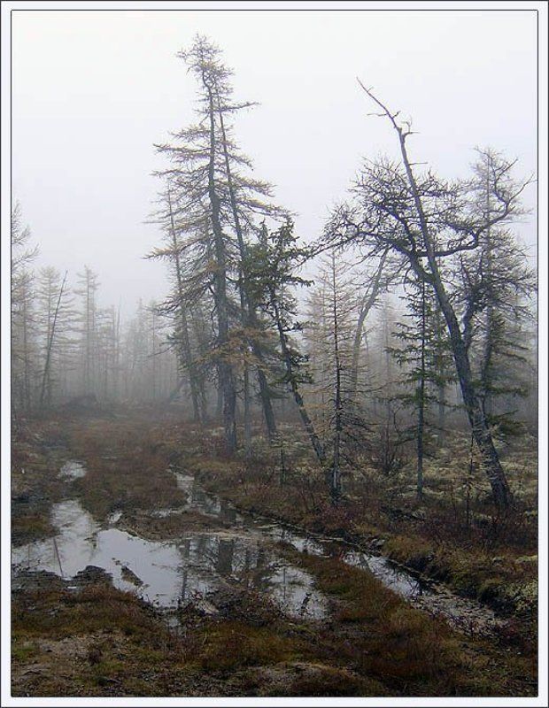 тайга,туман,утро,якутия Утро туманноеphoto preview