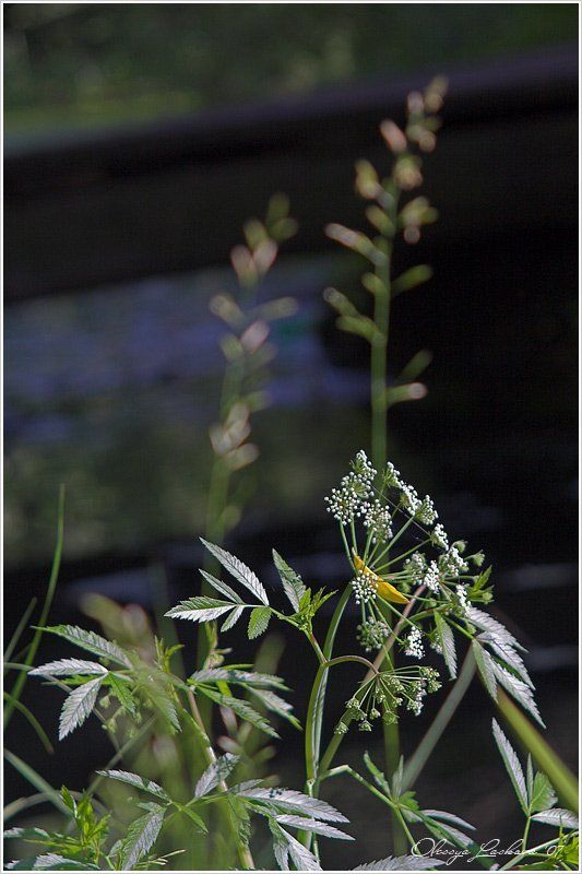 природа, лето, травки ***photo preview