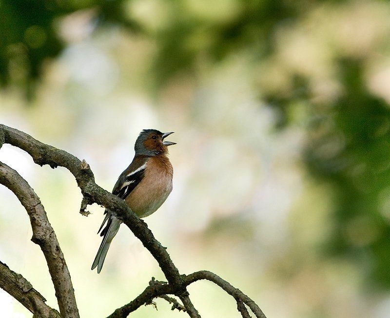 Соловьиная трельphoto preview