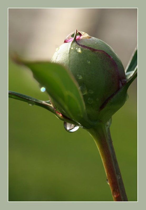 После дождяphoto preview